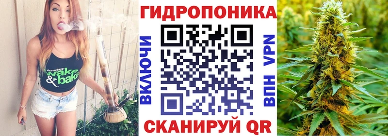 Каннабис планчик Чёрмоз